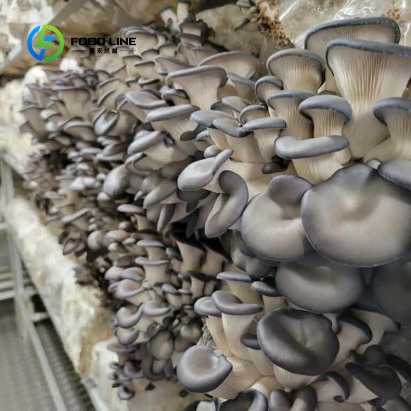 ฟาร์มคอนเทนเนอร์แบบโมดูลาร์สำห - Urban Farming Indoor บทวิจารณ์และราคา