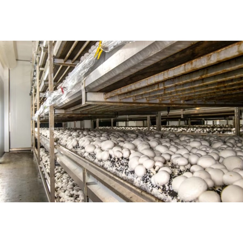 ฟาร์มปลูกพืชแบบไฮโดรโปนิกส์ในภ - Urban Farming Projects บทวิจารณ์และราคา